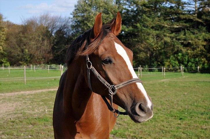 Dansk Varmblod High Fidelity  - på fold (:  billede 7