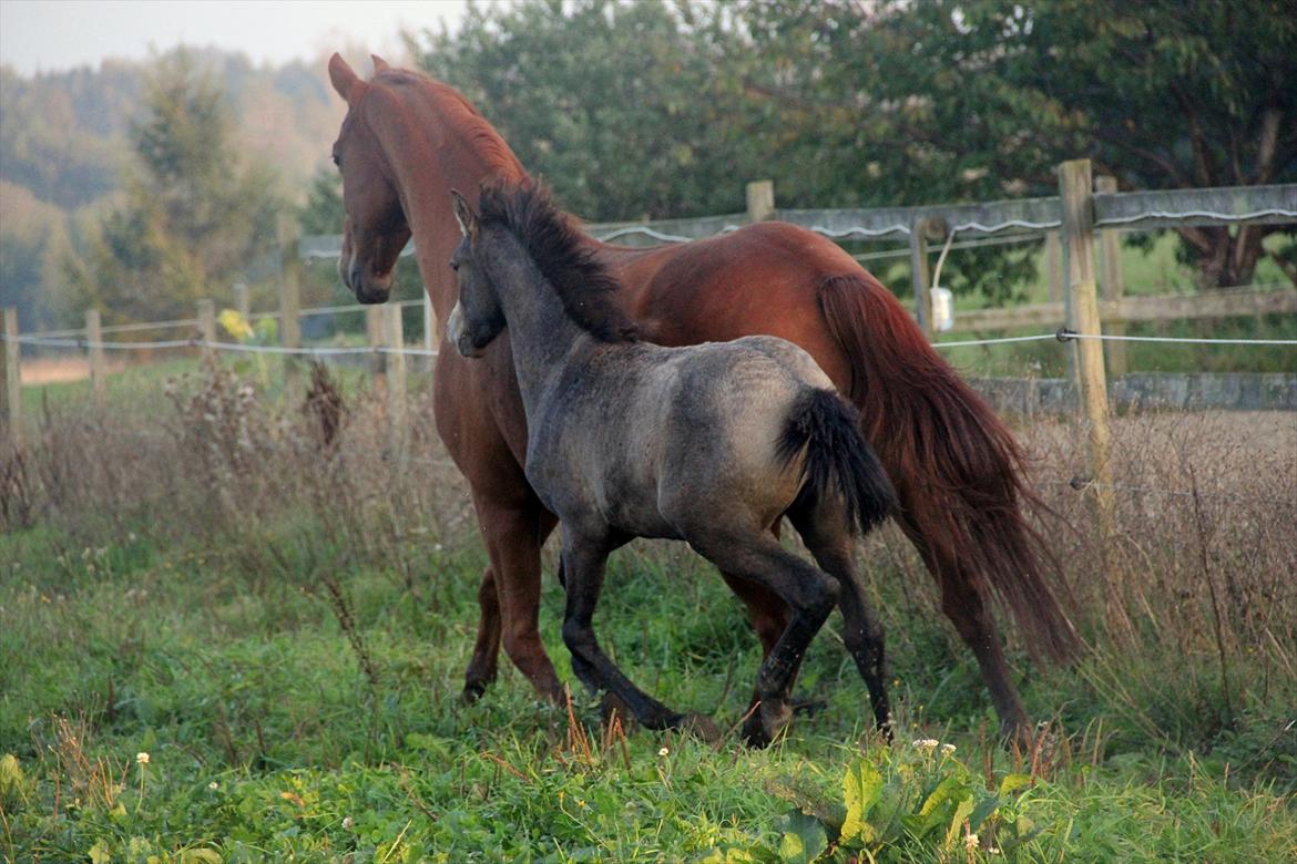 Lusitano Giselle - 16 # Teikan ~ Acceptance - Oktober 2011 billede 16