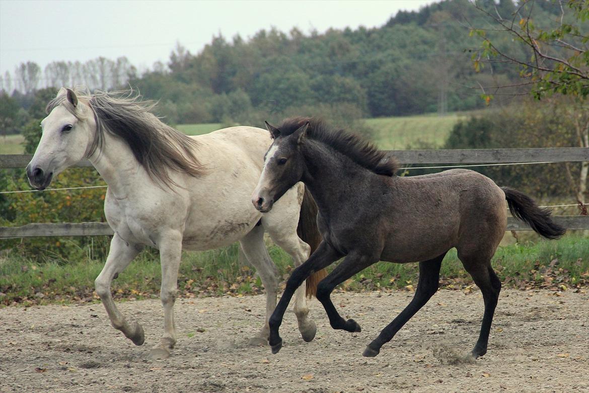 Lusitano Giselle - 9 # Mujo ~ Transience - Oktober 2011 billede 9