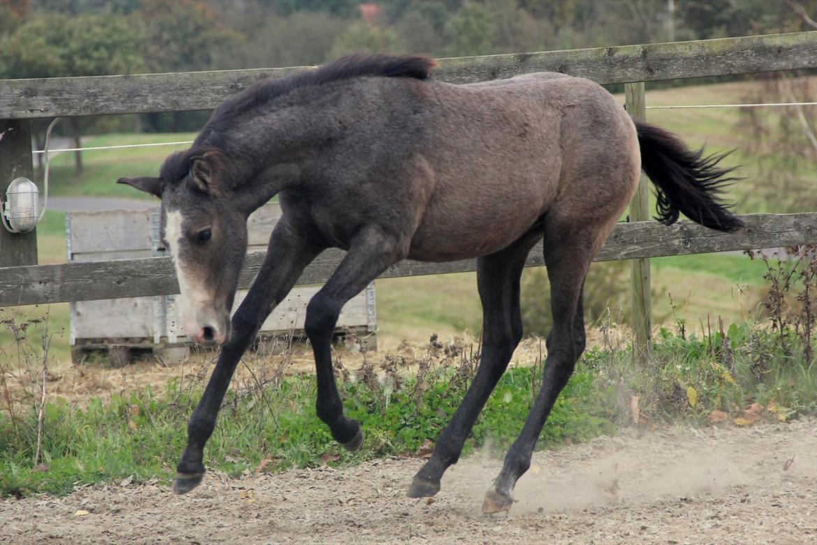 Lusitano Giselle - 10 # Kenjo ~ Modesty - Oktober 2011 billede 10