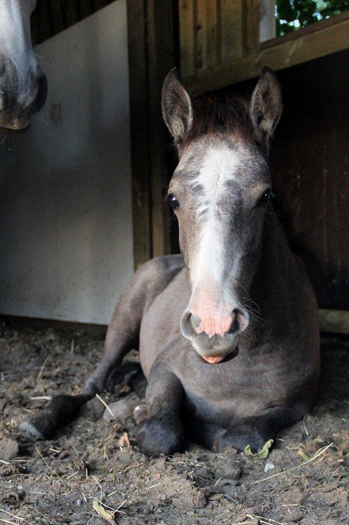 Lusitano Giselle - 12 # Seiren ~ Integrity (A pure, unselfish heart) - September 2011 billede 12