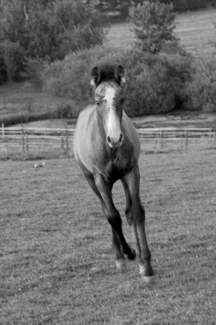 Lusitano Giselle - 13 # Jo ~ Feelings - September 2011 billede 13