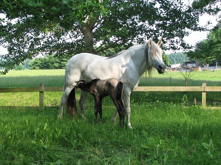 Lusitano Giselle - 18 # Michi ~ Way - Juni 2011 billede 18