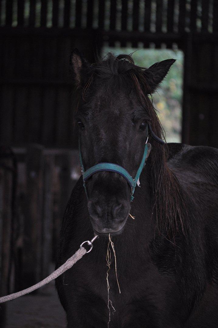 Islænder Mysla - Billederne herfra og til slut er taget af Josephine.

-Tak :D billede 4