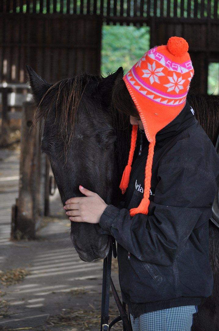 Islænder Mysla billede 5