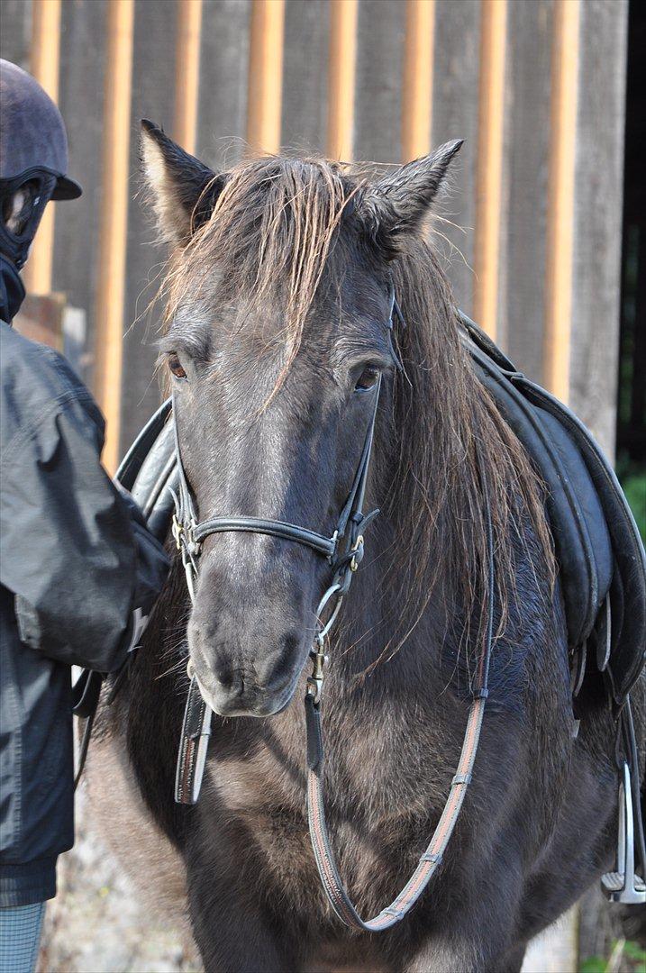 Islænder Mysla billede 6