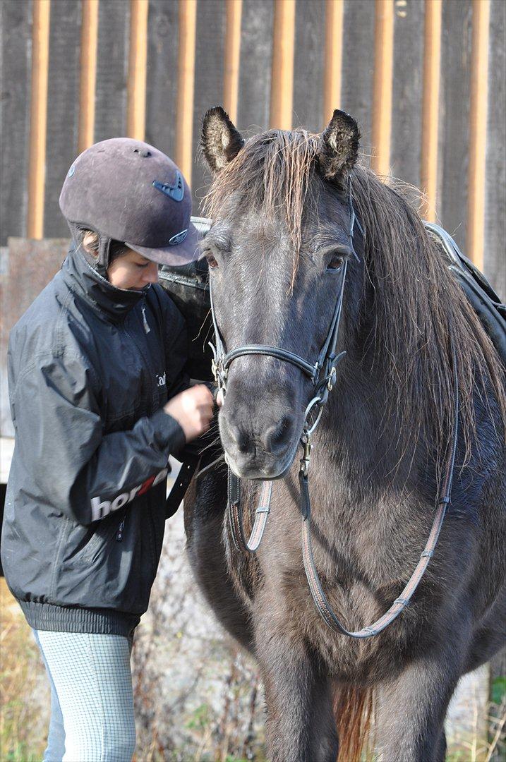 Islænder Mysla billede 7