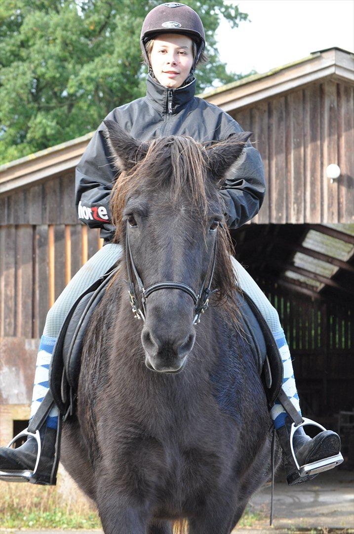 Islænder Mysla billede 8