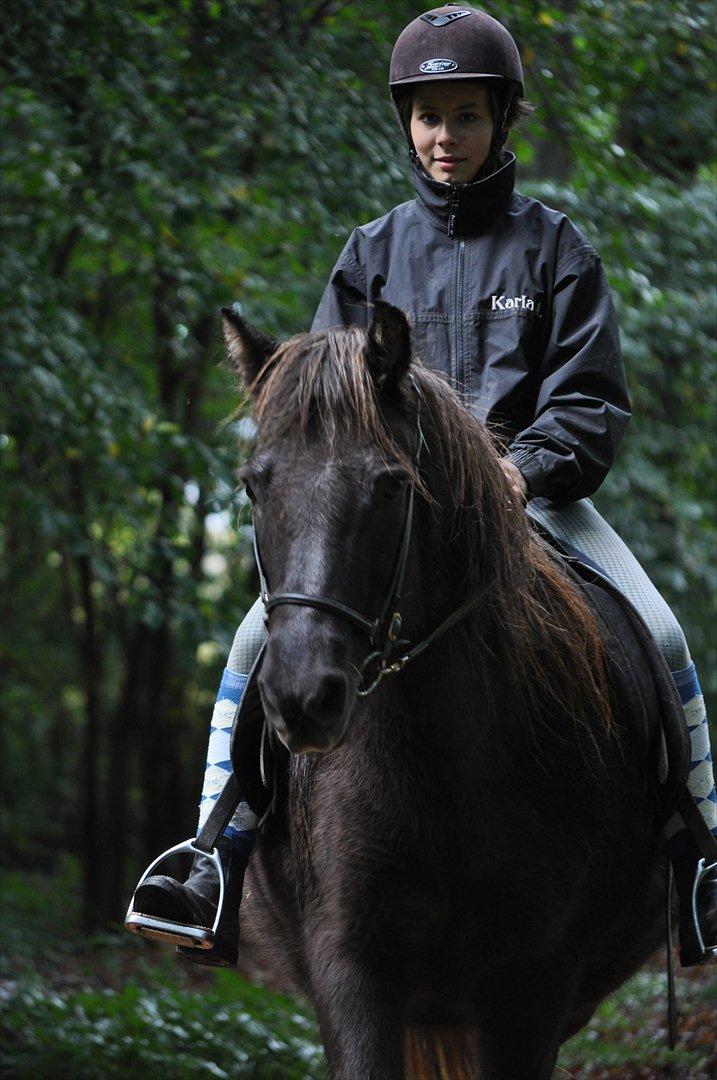 Islænder Mysla billede 9