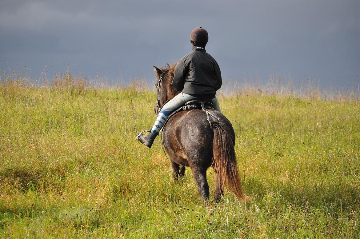 Islænder Mysla billede 10