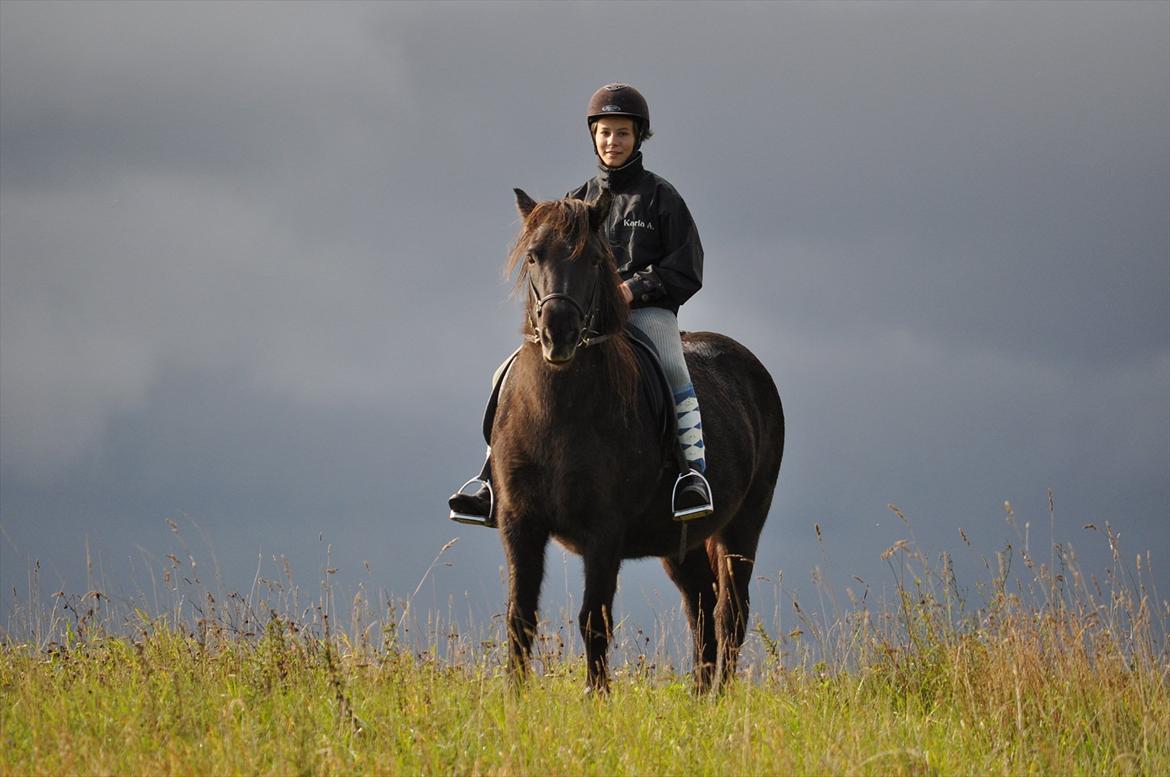 Islænder Mysla billede 12