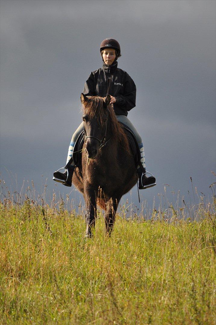 Islænder Mysla billede 13