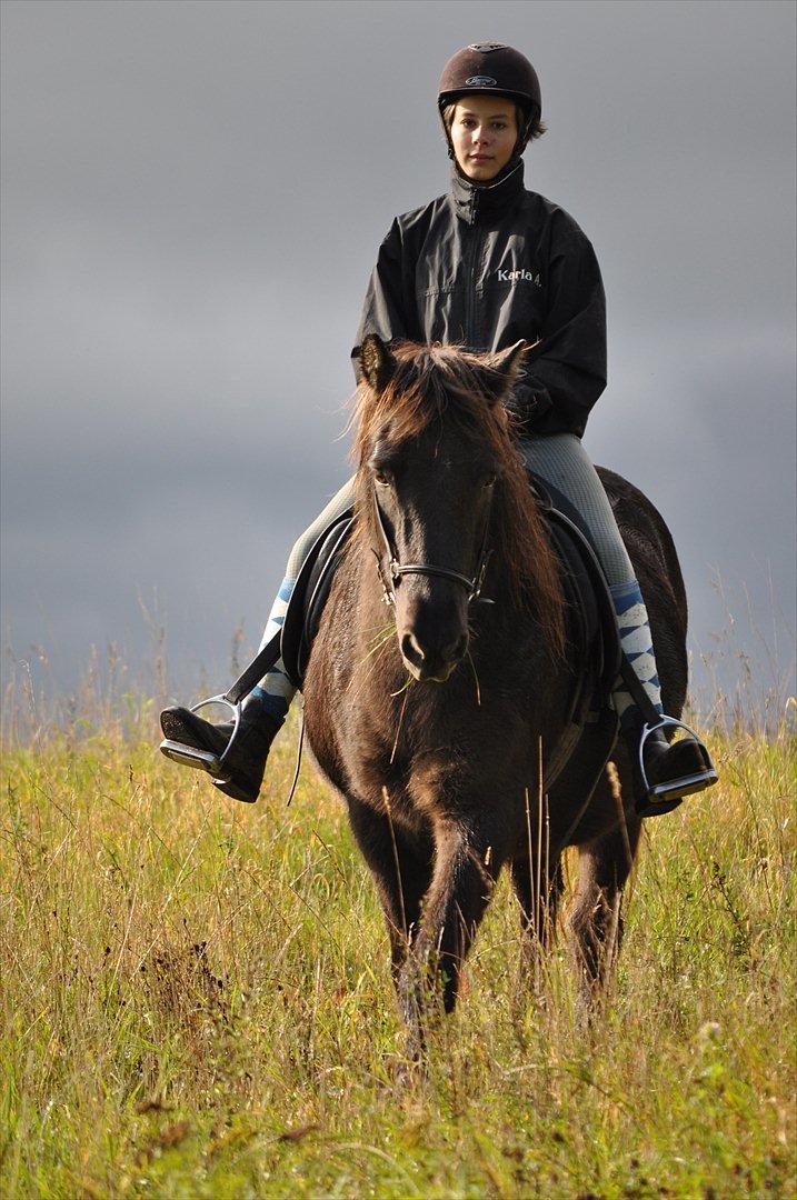 Islænder Mysla billede 14