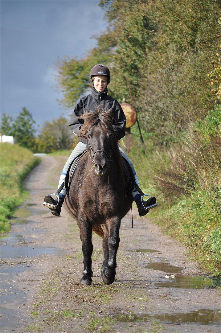 Islænder Mysla billede 15