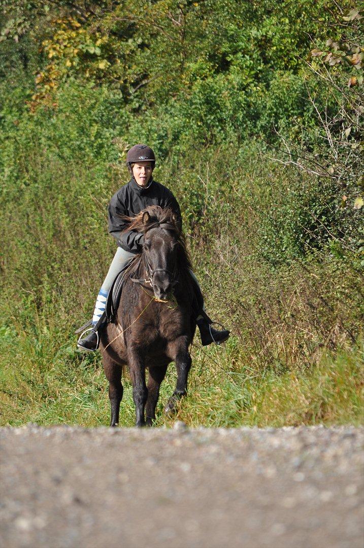 Islænder Mysla billede 17