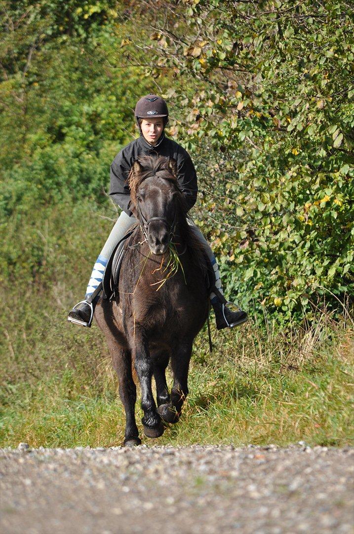 Islænder Mysla billede 18