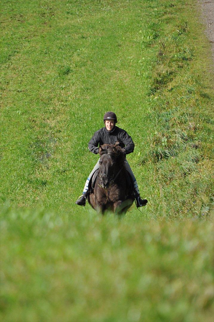 Islænder Mysla billede 19