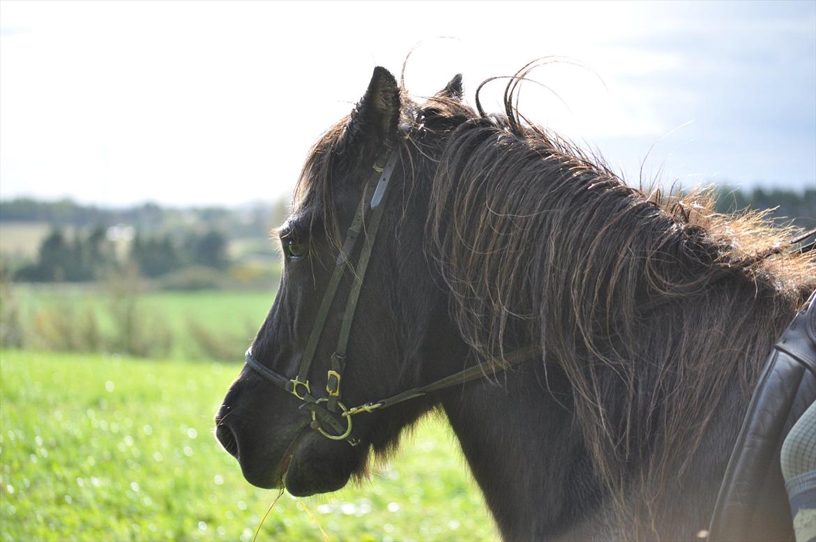 Islænder Mysla billede 20