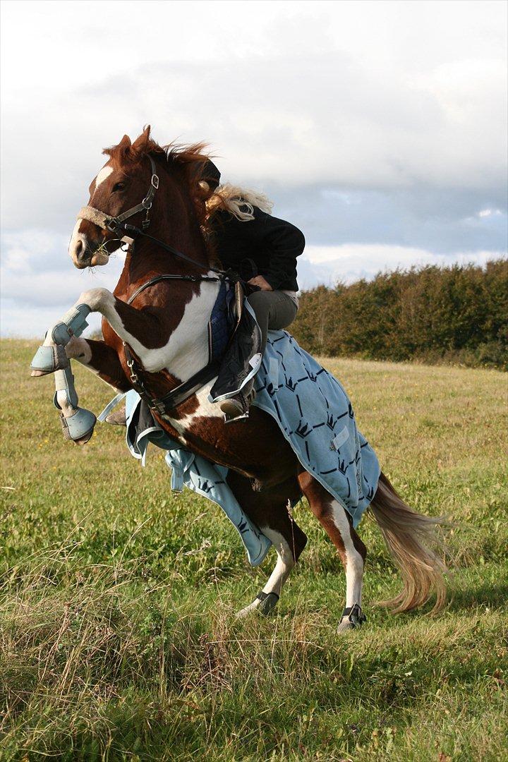 Anden særlig race Komet||My soulmate||<3 - 2.Der er tidspunkter, hvor vi kan stole på en hest. Tidspunkter, hvor vi ikke kan, og tidspunkter, hvor vi er nødt til det. billede 2