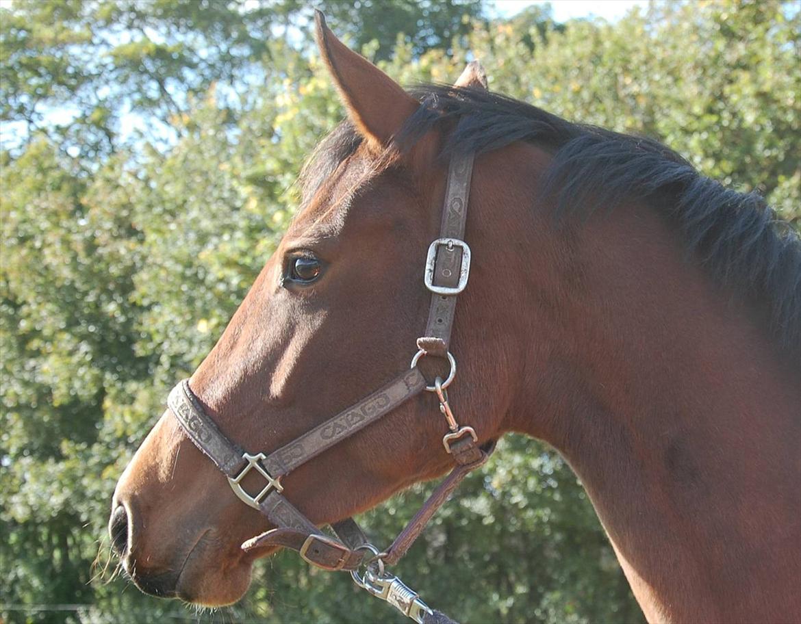 Dansk Varmblod Kronborgdiges Flika  billede 1