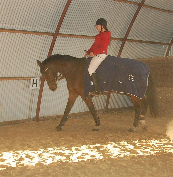 Dansk Varmblod Kronborgdiges Flika  - 9/10-11 2 gang på ryggen af tøsen :D billede 6