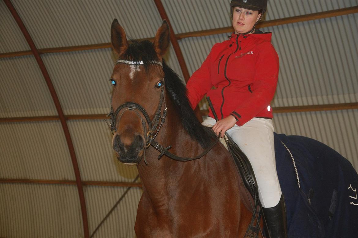 Dansk Varmblod Kronborgdiges Flika  - 9/10-11 2 gang på ryggen af tøsen :D billede 7