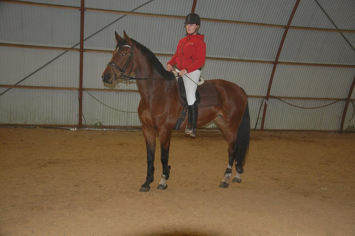 Dansk Varmblod Kronborgdiges Flika  - 9/10-11 2 gang på ryggen af tøsen :D billede 8