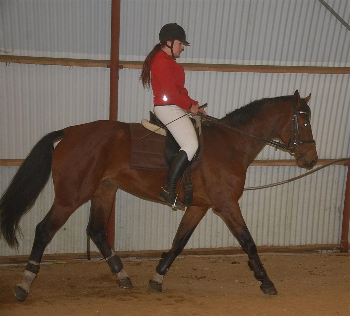 Dansk Varmblod Kronborgdiges Flika  - 9/10-11 2 gang på ryggen af tøsen :D billede 9