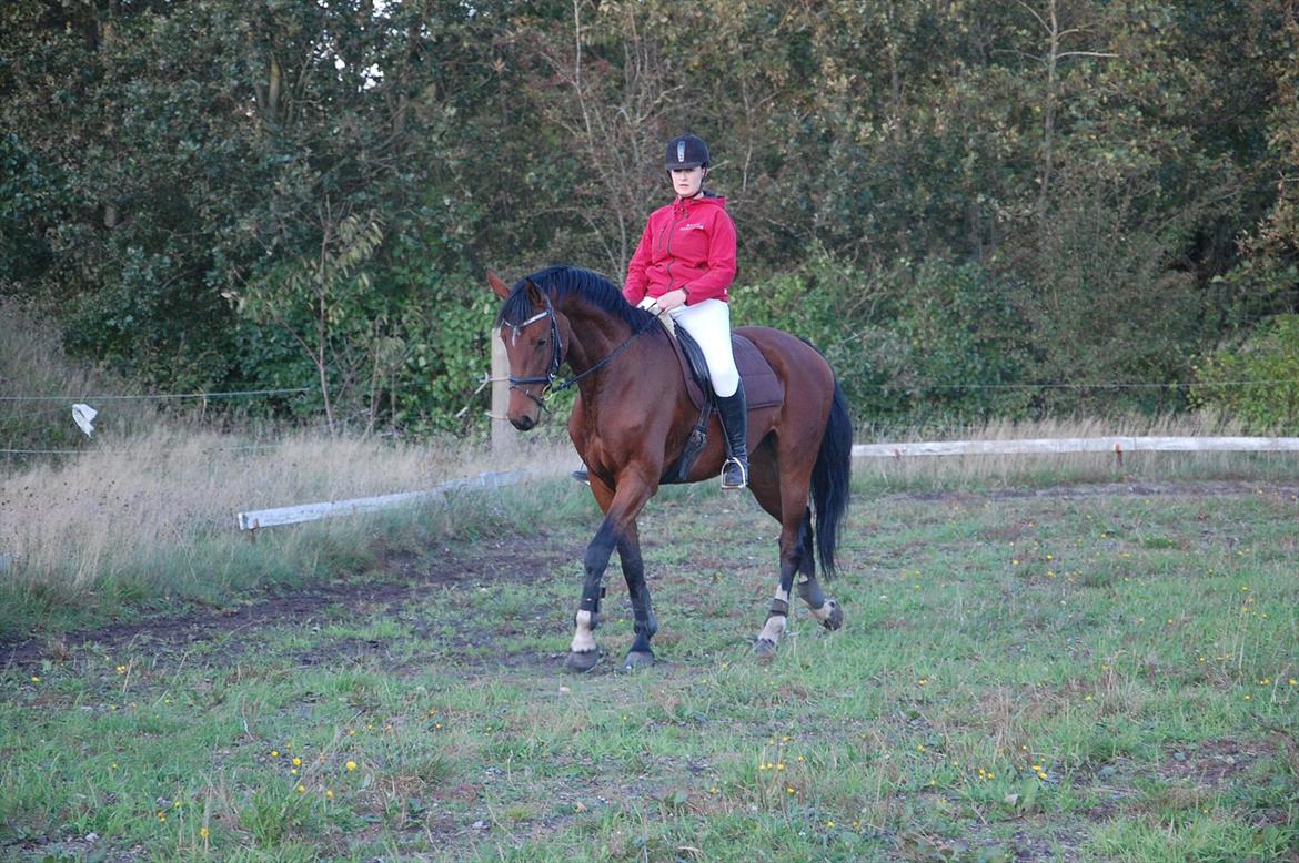 Dansk Varmblod Kronborgdiges Flika  - 9/10-11 2 gang på ryggen af tøsen :D billede 5