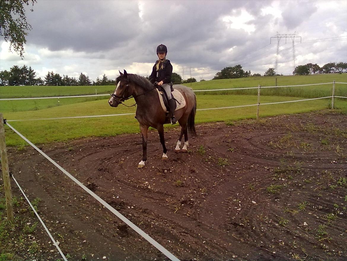 Tysk Sportspony Nelly billede 15