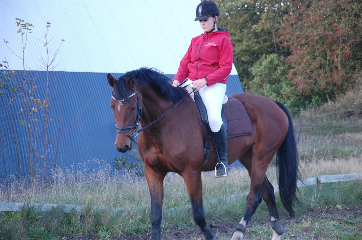 Dansk Varmblod Kronborgdiges Flika  - 9/10-11 2 gang på ryggen af tøsen :D billede 4