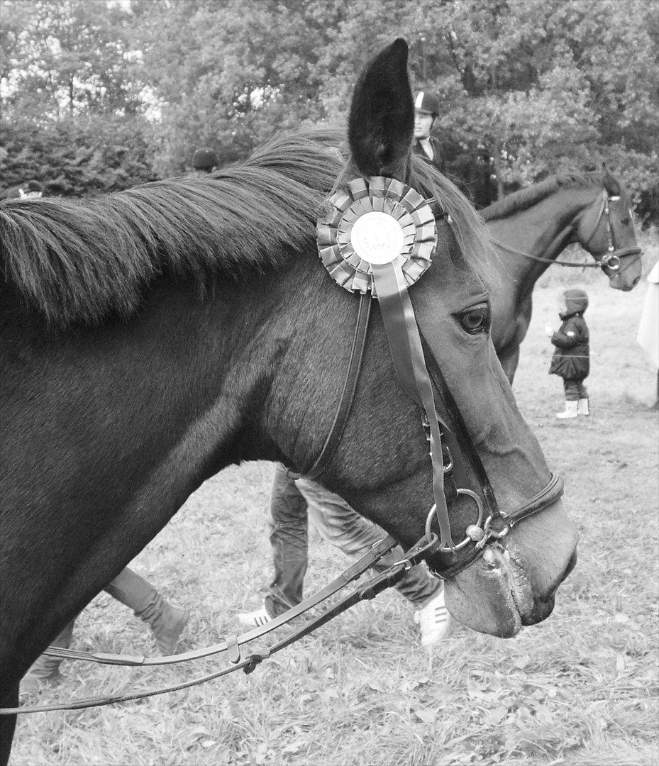 Anden særlig race Liva the Diva *R.I.P.* billede 19