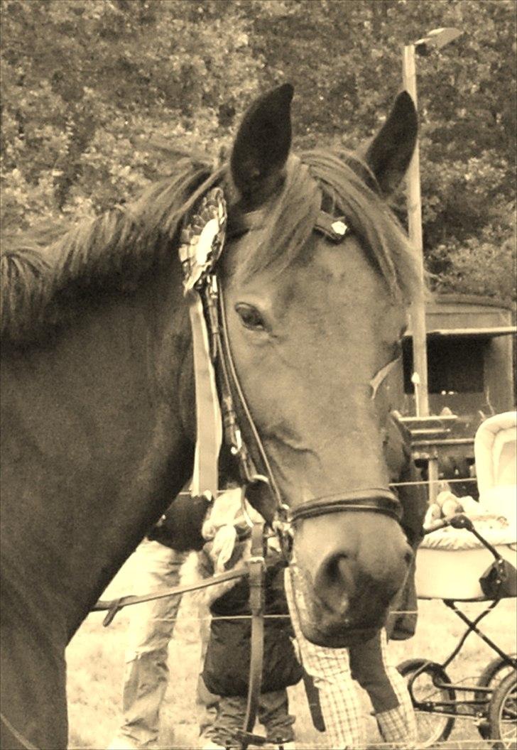 Anden særlig race Liva the Diva *R.I.P.* billede 20