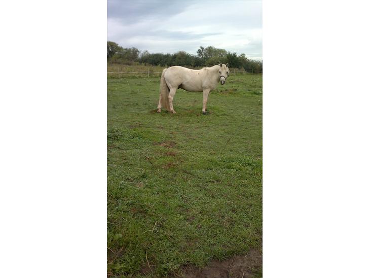 {{currentPhoto.altText}} billede {{currentPhoto.number}}