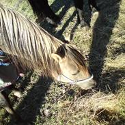 Anden særlig race Flicka