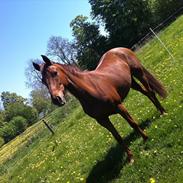 Anden særlig race Carmen