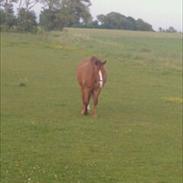 Anden særlig race Misti