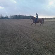 Anden særlig race Misti