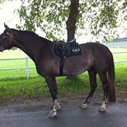 Anden særlig race Barnaby