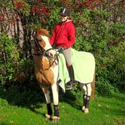 Anden særlig race Lucas 