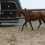 Kaspisk hest Cirkeline