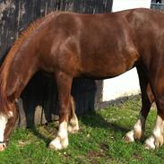 Welsh Cob (sec D) Solbakkan´s May Lily