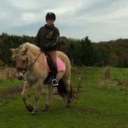 Fjordhest Macur (R.I.P 02-07-2014)