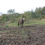 Dansk Varmblod Hardsyssel Fjong SOLGT