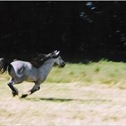 Welsh Mountain (sec A) Friars Grey Light