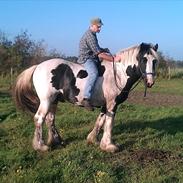 Irish Cob Celtic Blue Chulainn