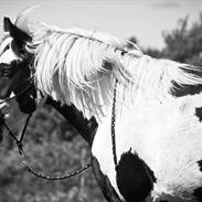 Irish Cob Celtic Blue Chulainn