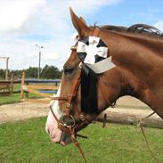 Dansk Varmblod Lillelunds Helle