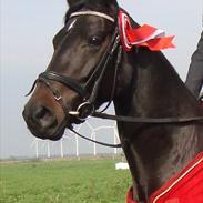 Dansk Varmblod Klostervangs Savanna