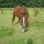 New Forest Ginger